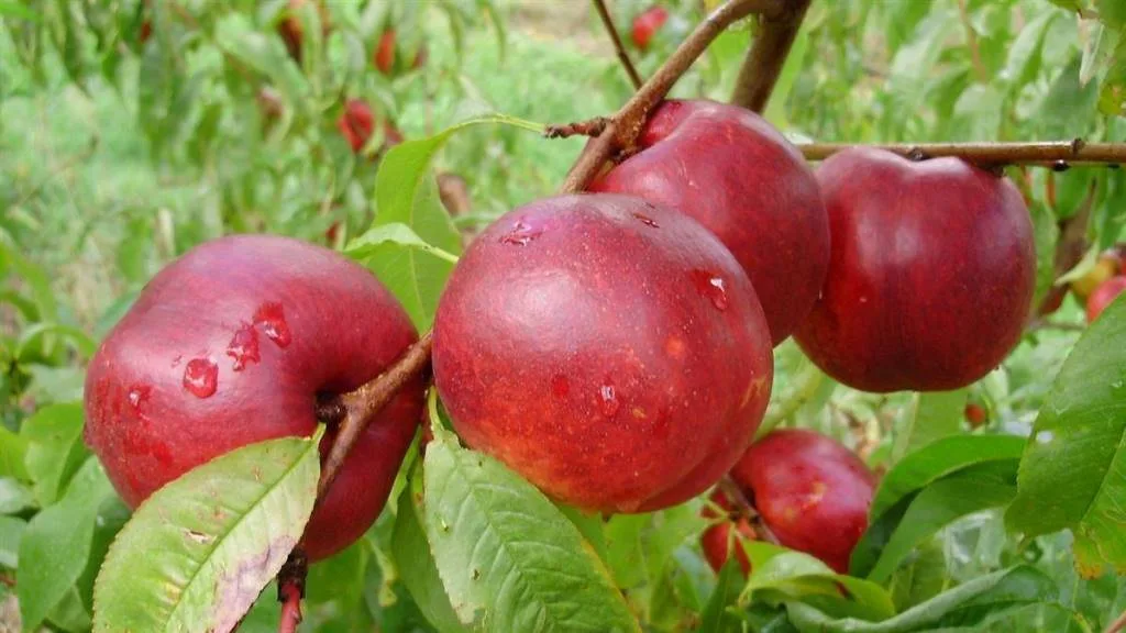 nectarin Pepiniera Oltenia Targu Jiu
