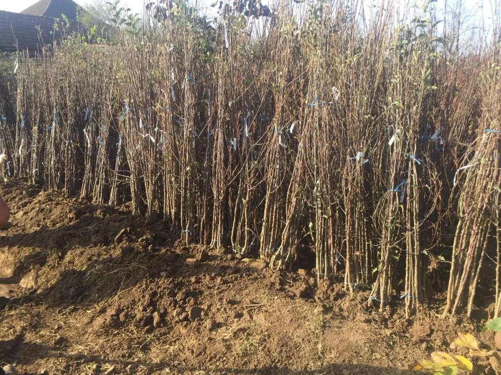 pomi-fructiferi Pepiniera Oltenia Targu Jiu