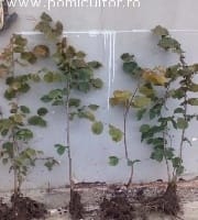Imaginea miniatură a imaginii anunțului