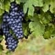 Vanzare Struguri de vin