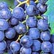 Vand struguri de vin