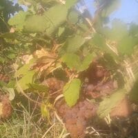 Imaginea miniatură a imaginii anunțului