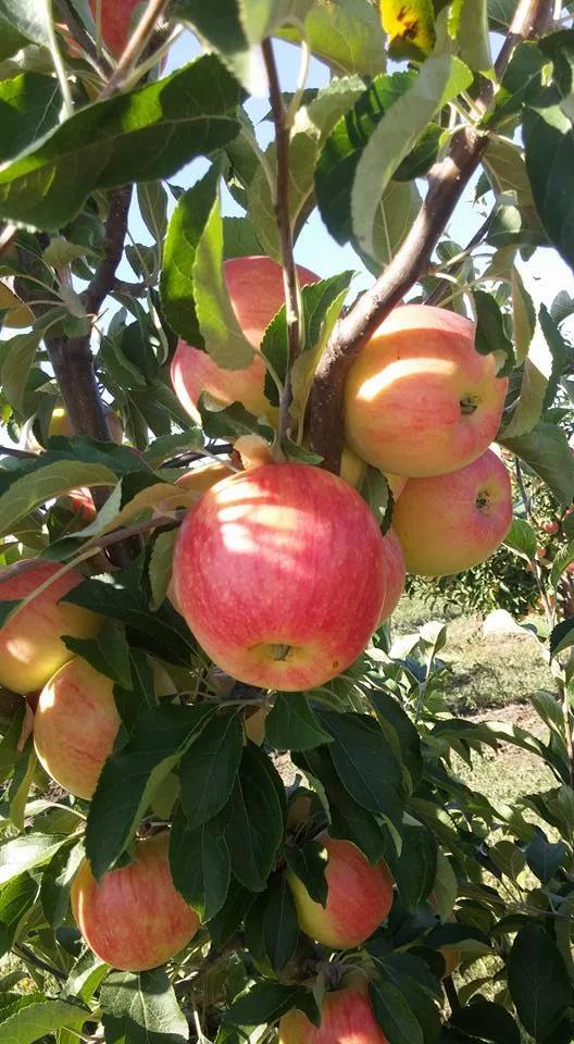 Mar Pepiniera Sarca