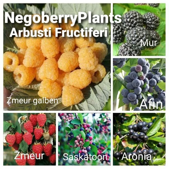 Afin mur zmeur Pepiniera Negoberry Plants