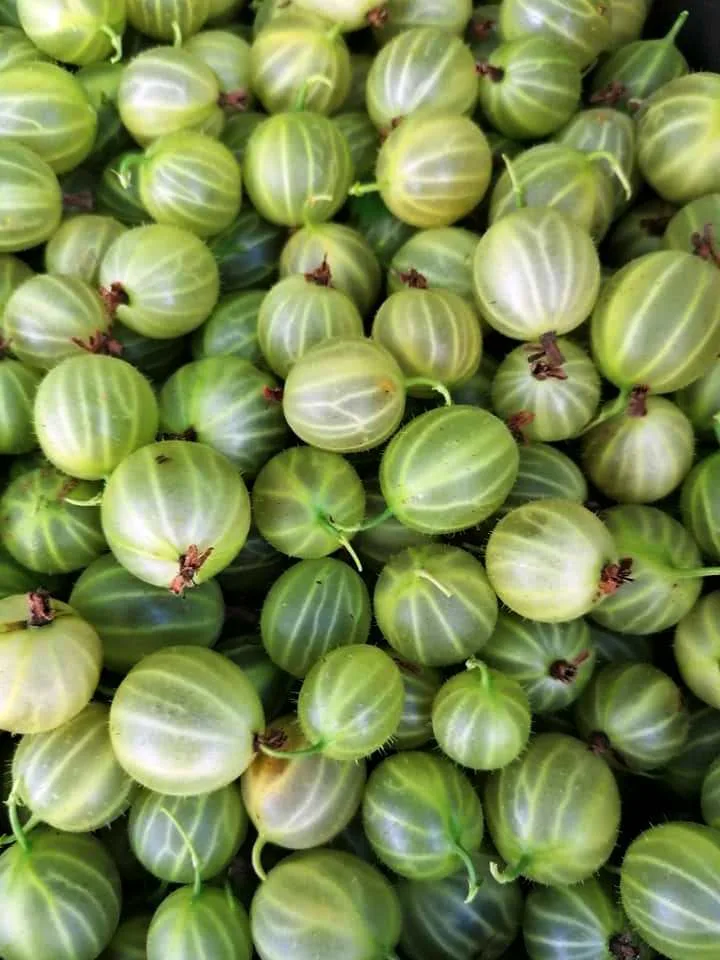 agrise Pepiniera Strongberry