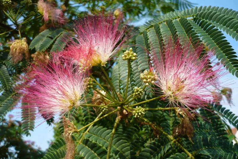 Arborele de matase Pepiniera Dumbrava