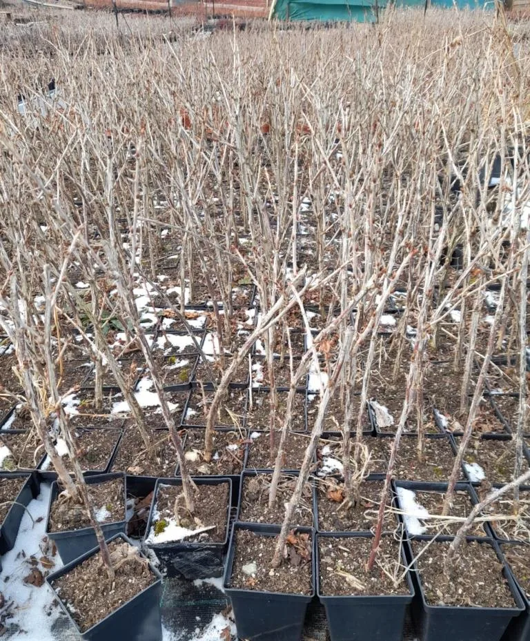 Arbusti fructiferi la ghiveci Pepiniera Negoberry Plants