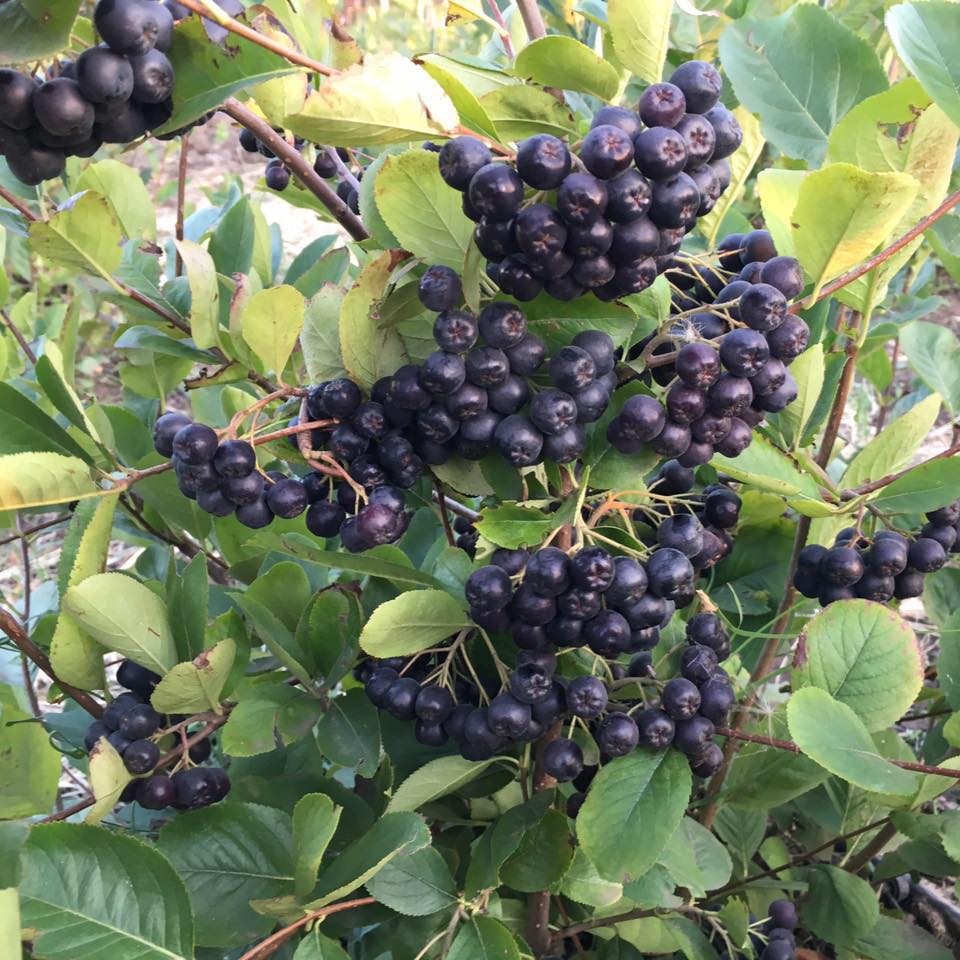 Aronia Pepiniera Zori de zi