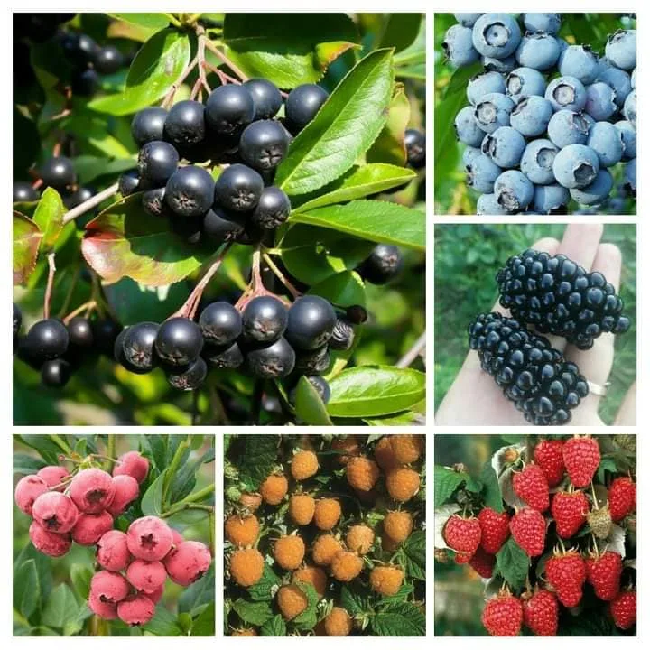 Aronia afin zmeur mur Pepiniera Negoberry Plants