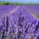 Butasi lavanda de vanzare