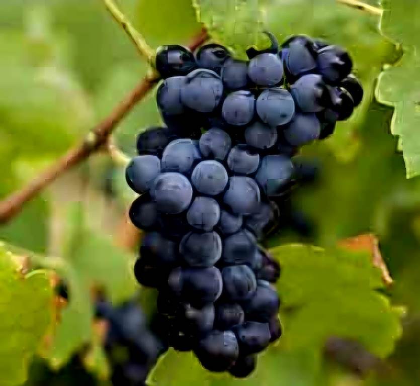 butasi vita de vie pepinierele roman