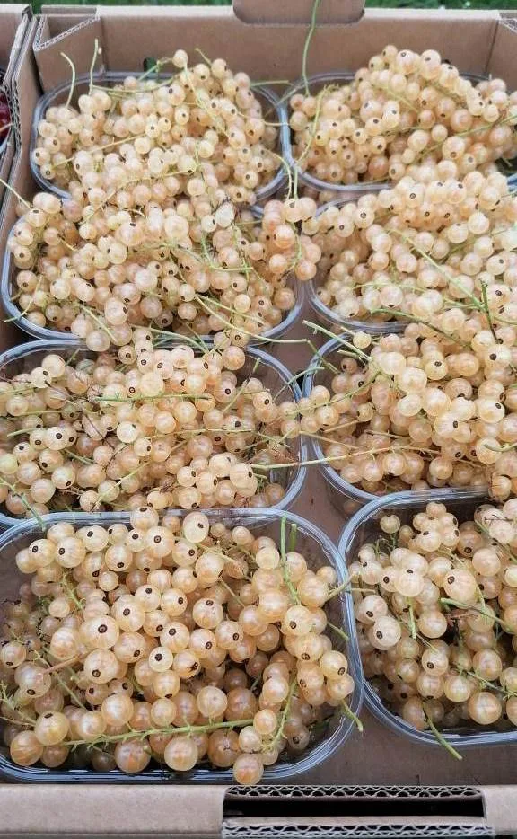 coacaze Pepiniera Strongberry Dambovita