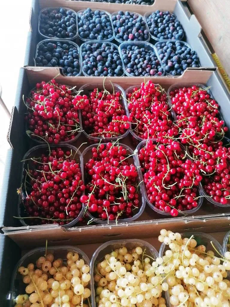 coacaze Pepiniera Strongberry