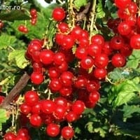 Imaginea miniatură a imaginii anunțului