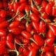 Vanzare Arbusti si seminte Goji