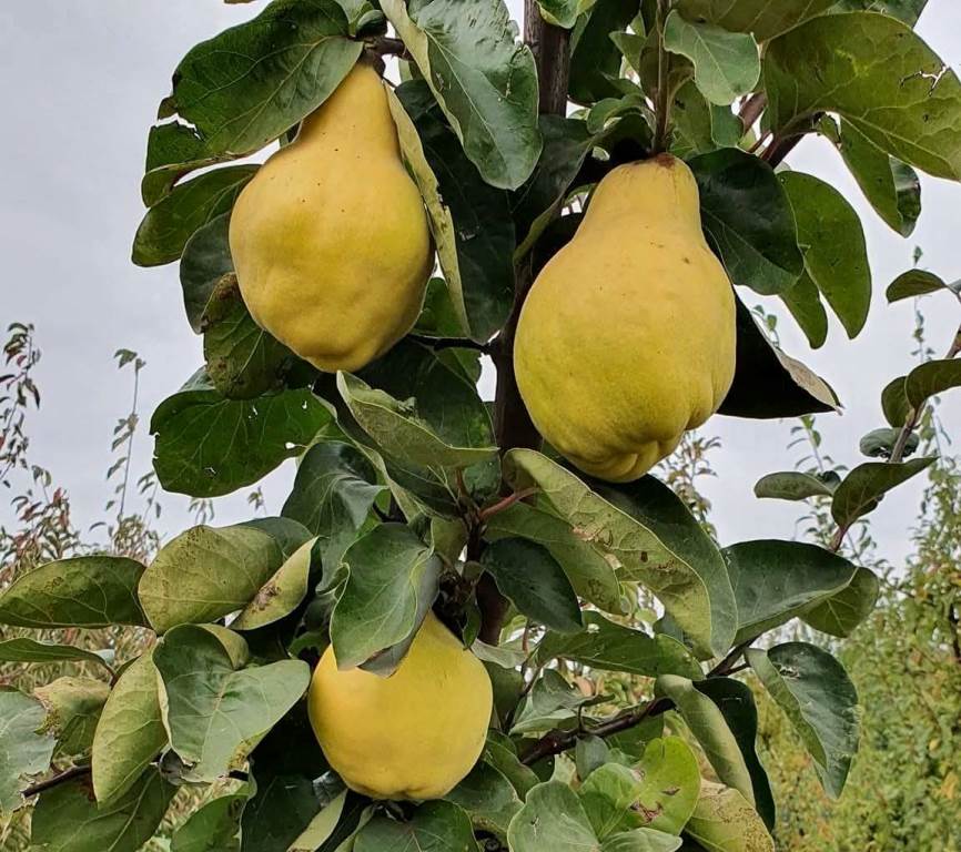 gutui pepinierele roman
