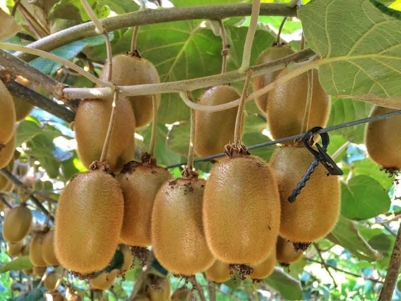 kiwi pepinierele roman