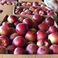 Imaginea miniatură a imaginii anunțului