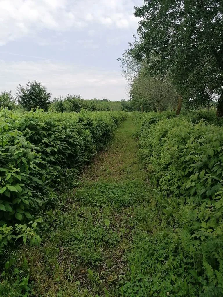 mur Pepiniera Strongberry