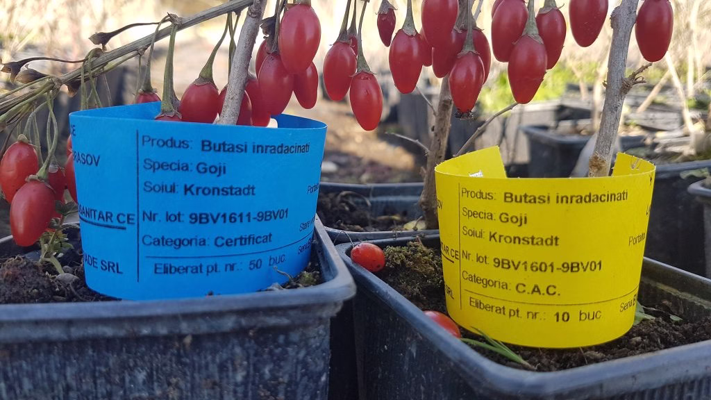 Plante de goji certificate bio în pepiniera din Brașov