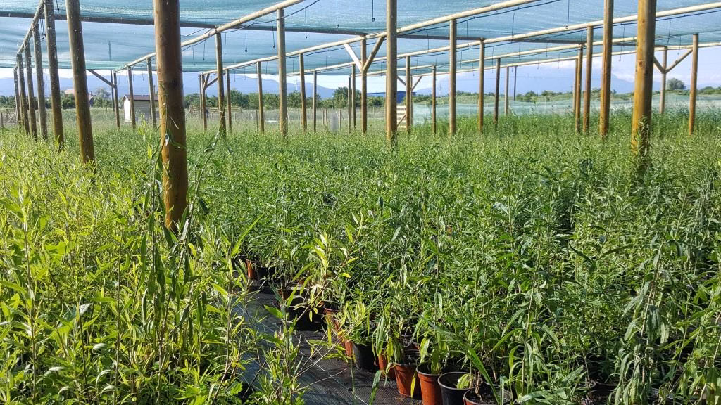 Plante de goji certificate bio în pepiniera din Brașov