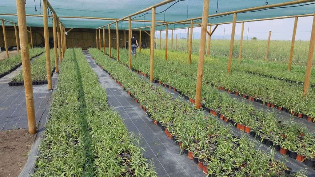 Plante de goji certificate bio în pepiniera din Brașov