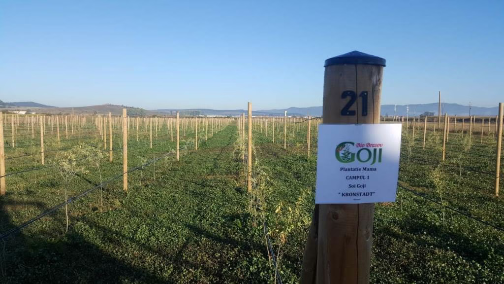 Plante de goji certificate bio în pepiniera din Brașov