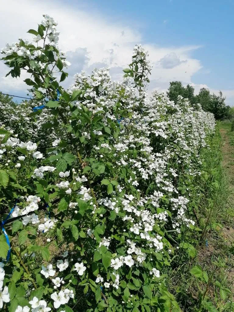 plantatie mur Pepiniera Strongberry