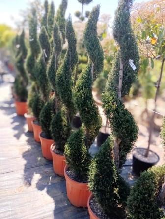 plante ornamentale Pepiniera Tuialand Seini