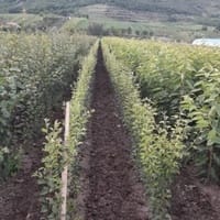 Imaginea miniatură a imaginii anunțului