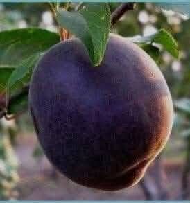 prun pepinierele roman