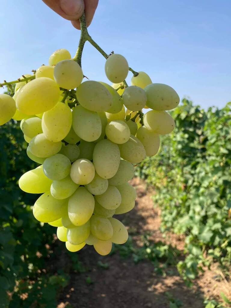 Struguri de masă soiul Italia produși din butașii de la Pepiniera DRUGA