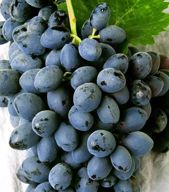 Struguri de masă produși din butașii de la Pepiniera DRUGA