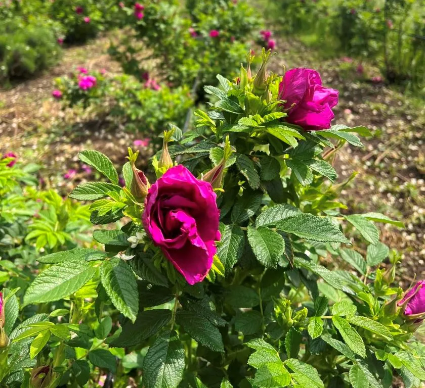 Trandafir dulceata Pepiniera Dumbrava