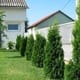 Vanzare Tuia columnaris smaragd