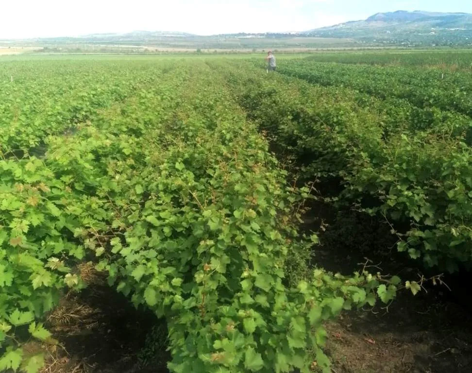 Rânduri de butași de viță de vie altoiți în câmpul de producție al Pepinierei DRUGA