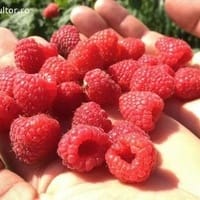 Imaginea miniatură a imaginii anunțului