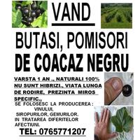 Imaginea miniatură a imaginii anunțului
