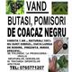 Butasi coacaz de vanzare
