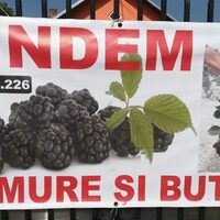 Imaginea miniatură a imaginii anunțului