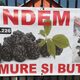 Vanzare butasi de mur