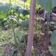 Puieti si seminte paulownia de vanzare
