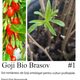 Vanzare butasi de goji bio