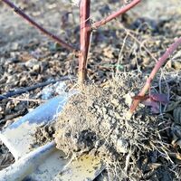 Imaginea miniatură a imaginii anunțului