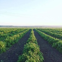 Imaginea miniatură a imaginii anunțului