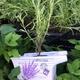 Vand butasi si tufe Lavanda Angustifolia