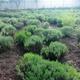 Vanzare tufe de lavanda