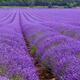 Butasi lavanda de vanzare