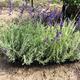 Vanzare butasi de lavanda