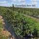 Vanzare folie agrotextil, plasa de umbrire
